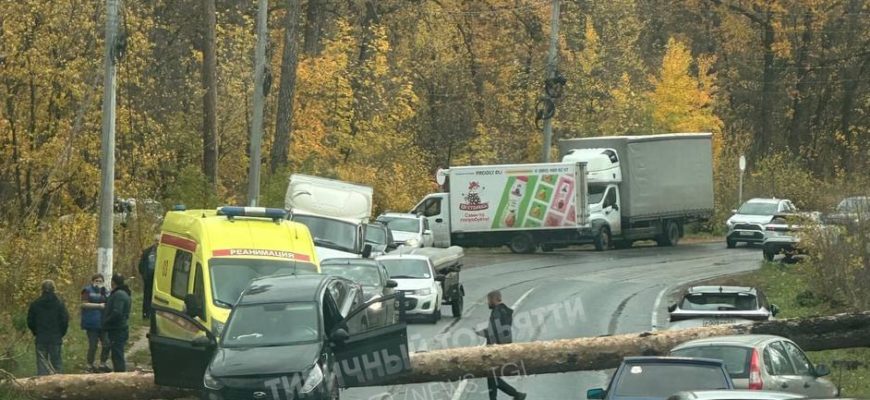 Из-за падения сосны в зеленой зоне Тольятти водителей призывают искать альтернативные пути движения