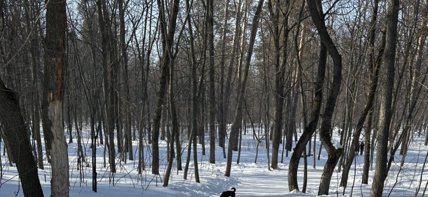 В Тольятти планируют поймать 279 безнадзорных животных
