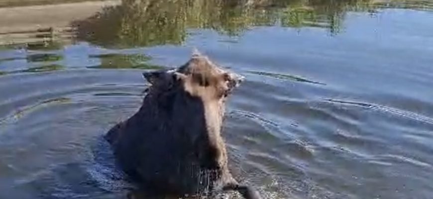 В Самарской области спасли лосенка из смертельной западни