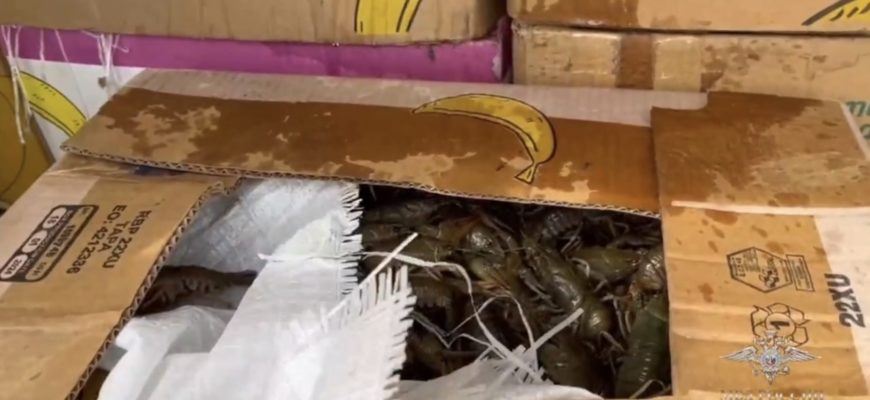 Полиция Самары пресекла незаконную торговлю речными раками на 1,5 млн рублей