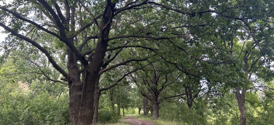 В Самарскую область вернется 30-градусная жара 