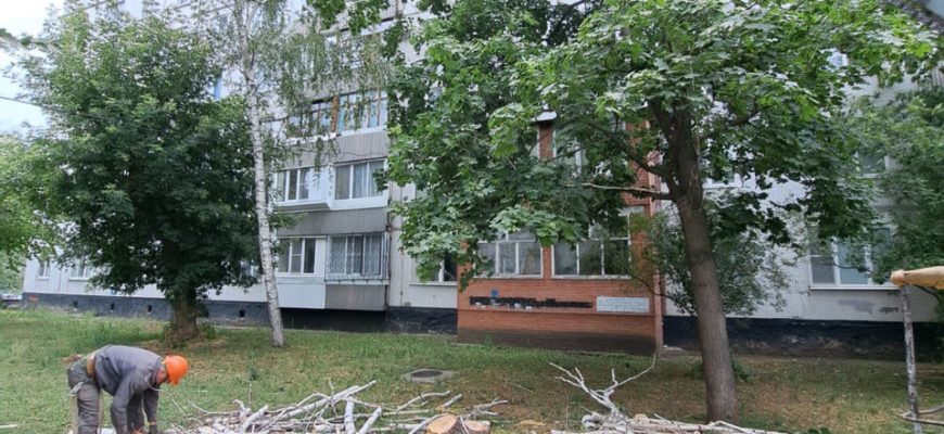 В Тольятти ищут подрядчика для валки и обрезки аварийных деревьев за 20,1 млн рублей