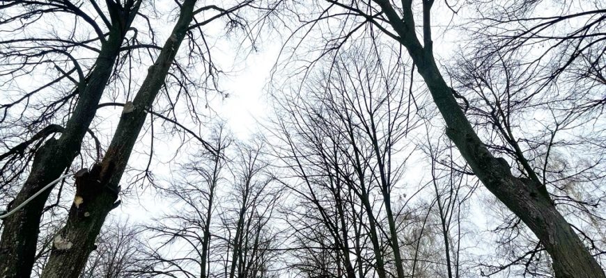 В Тольятти чиновники и общественники бьют тревогу из-за состояния «зеленого каркаса» города В Тольятти чиновники и общественники бьют тревогу из-за состояния «зеленого каркаса» города