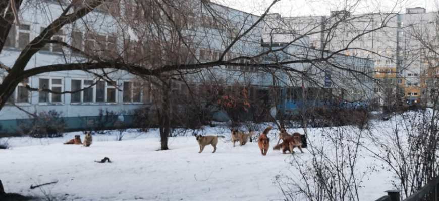 Жители Комсомольского района возмущены стаей бродячих собак  