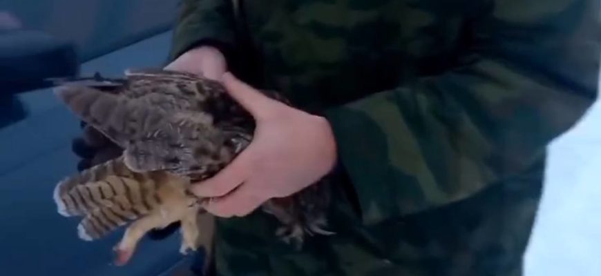 В Самарской области задержали подозреваемого в убийстве совы