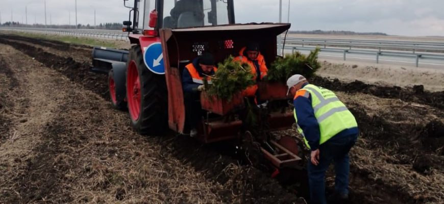 В полосе отвода обхода Тольятти высадили 35 тысяч деревьев В полосе отвода обхода Тольятти высадили 35 тысяч деревьев
