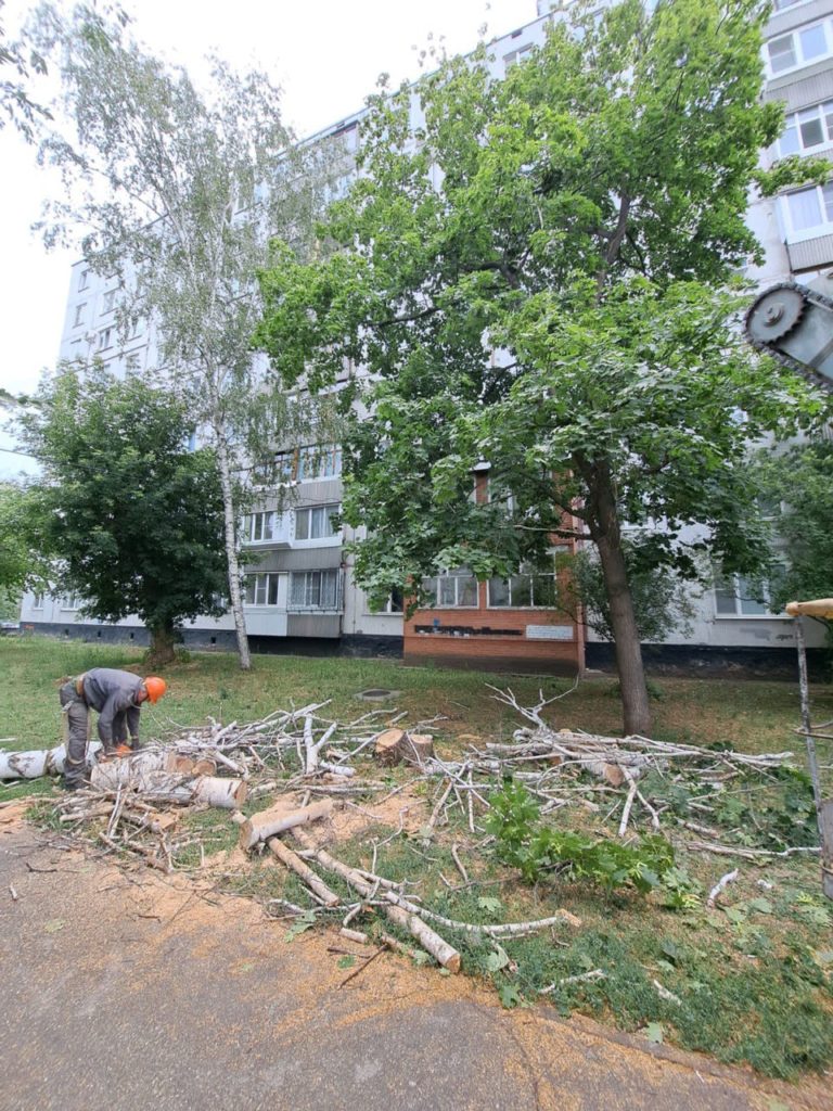 В Тольятти спилили 650 деревьев в 2025 году