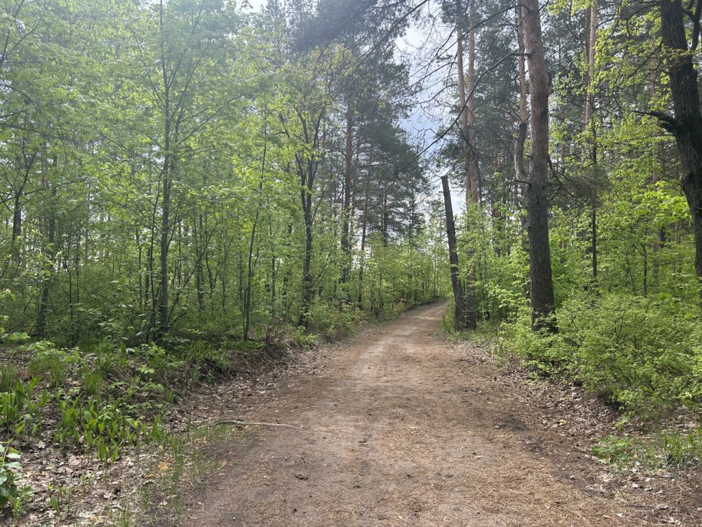 В Тольятти посадили лес на площади 50 га