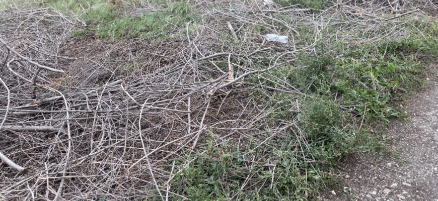 В Тольятти ищут подрядчика для валки и обрезки аварийных деревьев