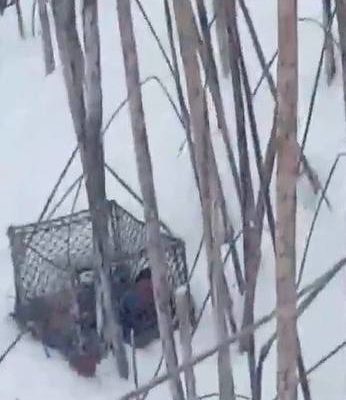 В Ставропольском районе Самарской области задержали мужчину, ловившего диких птиц