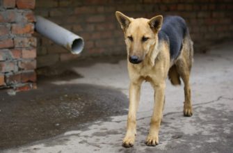 В Тольятти ищут подрядчика для отлова животных без владельцев